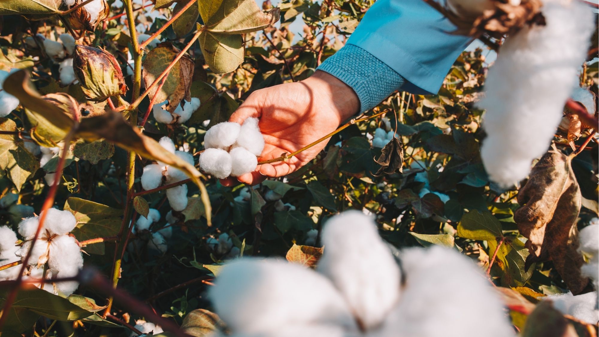 Organic cotton field and sustainable farming
